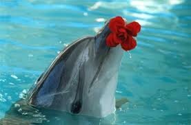 дельфин цветочек